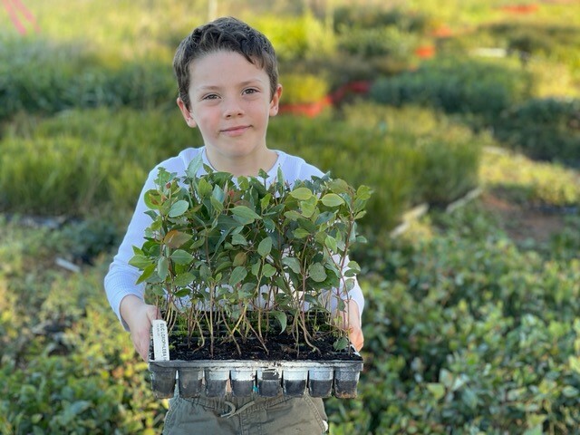 Planting trees