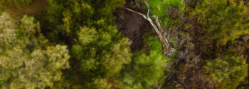 Trees background